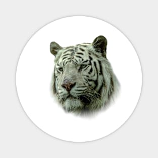 Tiger portrait Magnet